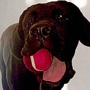 Roxy joined the competition — help win amazing prizes! dog, black_dog, tennis_ball, pet, animal, tongue_out, playful, close_up, indoor, light_background, mouth_open, happy, canine, furry, companion, domestic_animal, nose, ears, toy, cheerful