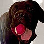 dog, black_dog, tennis_ball, pet, animal, tongue_out, playful, close_up, indoor, light_background, mouth_open, happy, canine, furry, companion, domestic_animal, nose, ears, toy, cheerful