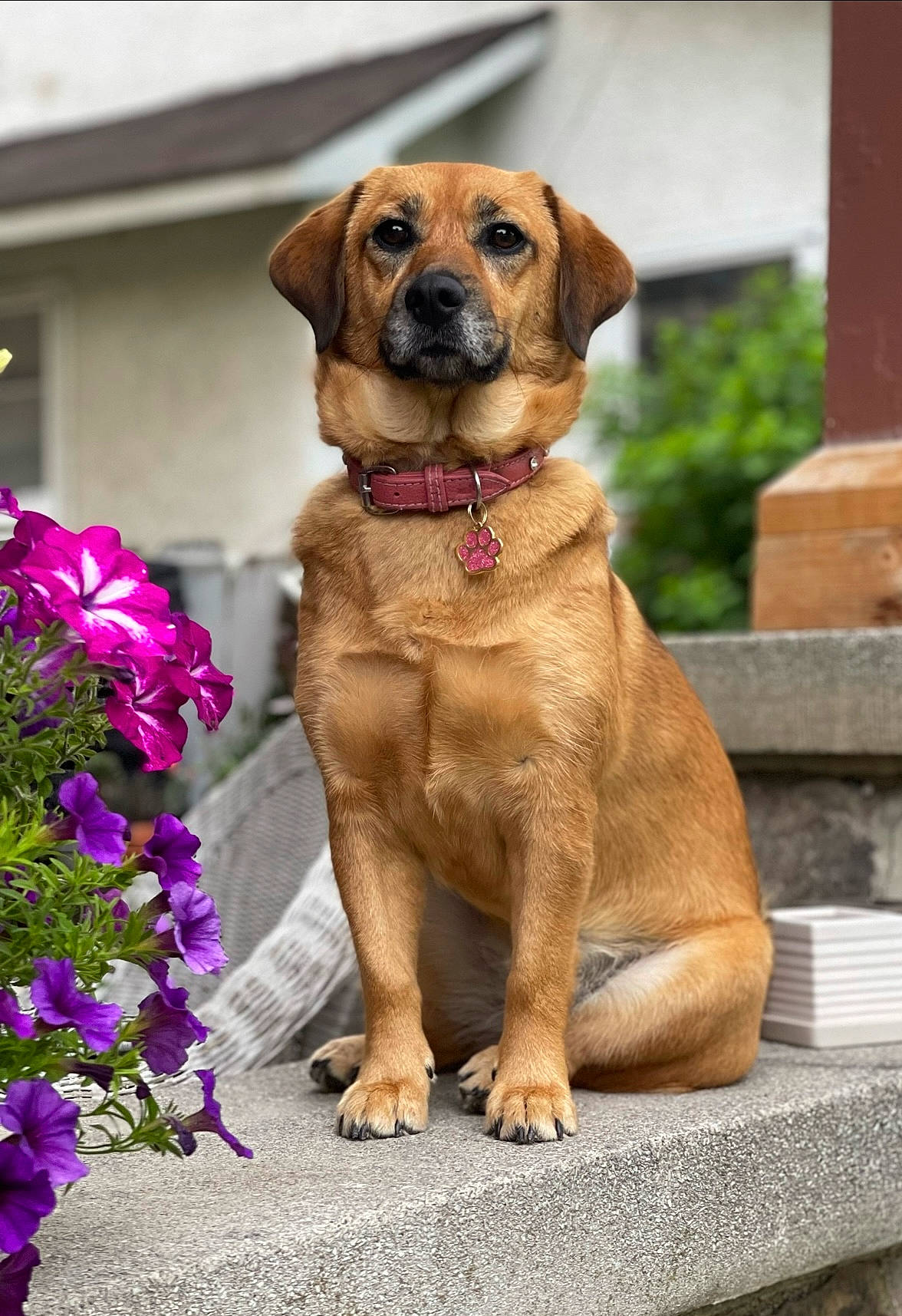 Beauty is registered to the contest to win money with this photo: annual_plant, canidae, carnivore, collar, companion_dog, dog, dog_breed, dog_collar, door, fawn, flower, fur, guard_dog, liver, plant, snout, sporting_group, whiskers, working_animal, working_dog
