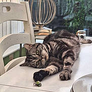 Hope is registered to the contest to win money with this photo: cat, striped_cat, table, chair, lamp, indoor, window, plant, stack_of_plates, white_table, relaxed, paw, crumpled_paper, feline, domestic_cat, household, pet, resting, cozy, daylight