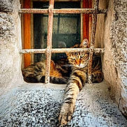 Mallow participe au concours pour gagner de l'argent avec cette photo : cat, tabby, window, rust, iron_bars, stone, paw, relaxed, lounging, green_eyes, animal, pet, feline, resting, stretching, closeup, outdoor, texture, vintage, nature