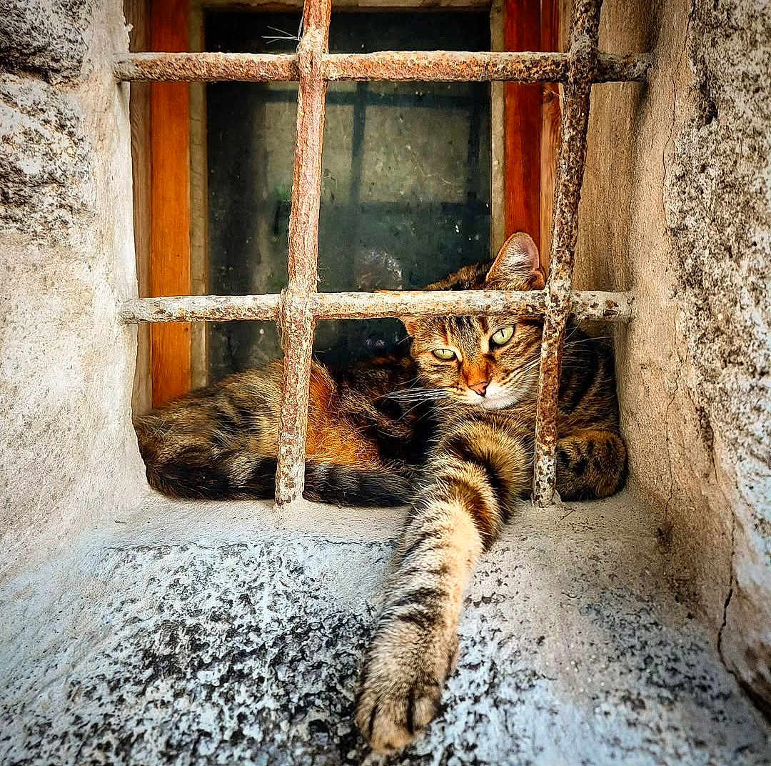 Mallow participe au concours pour gagner de l'argent avec cette photo : cat, tabby, window, rust, iron_bars, stone, paw, relaxed, lounging, green_eyes, animal, pet, feline, resting, stretching, closeup, outdoor, texture, vintage, nature
