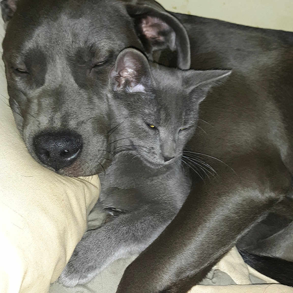 Loco And Grace