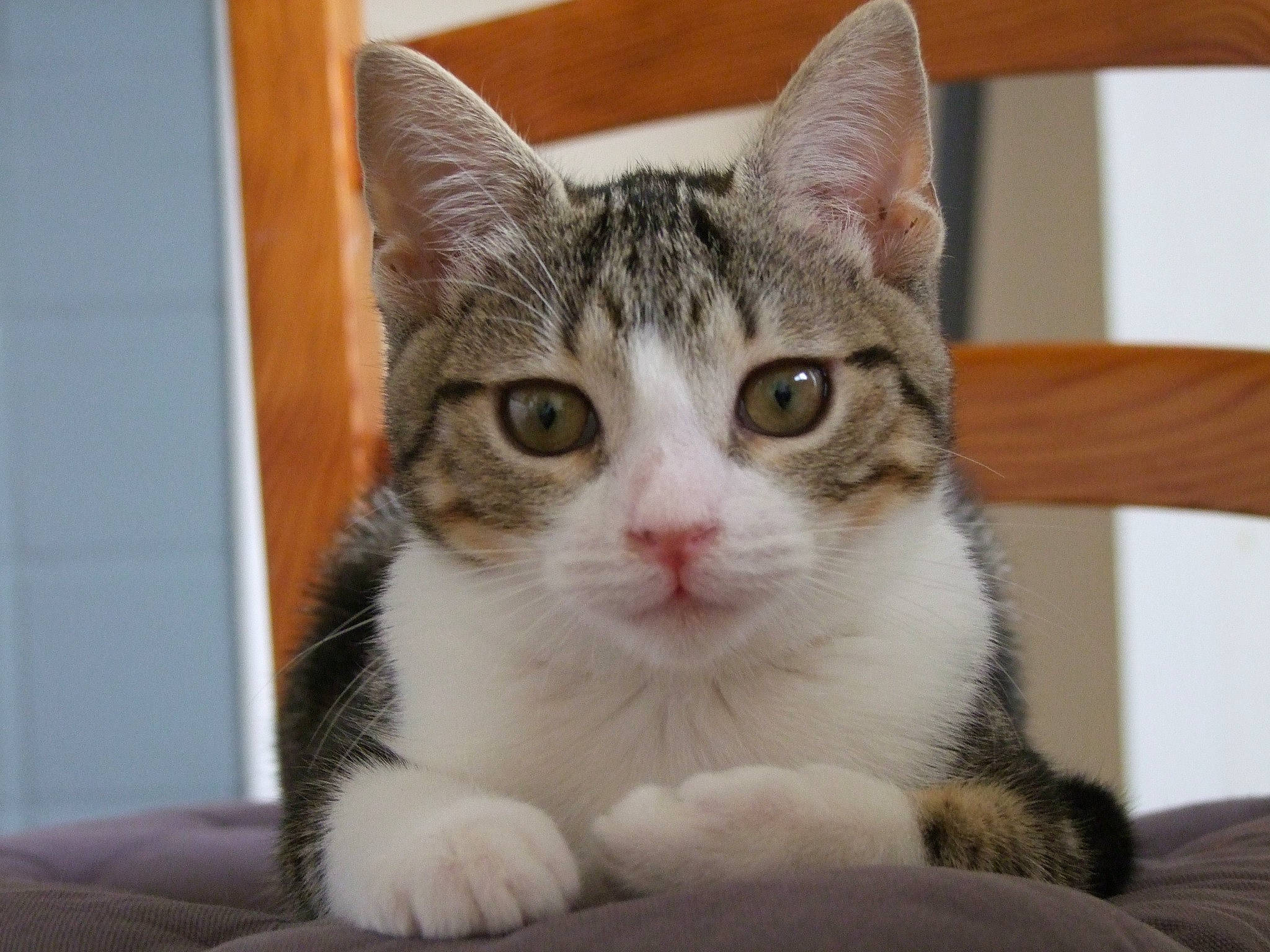 Midas a rejoint le concours — aidez-le/la à gagner de superbes lots ! aegean_cat, american_shorthair, american_wirehair, asian, australian_mist, carnivore, cat, domestic_short_haired_cat, dragon_li, european_shorthair, eye, felidae, kitten, mammal, nose, polydactyl_cat, small_to_medium_sized_cats, tabby_cat, vertebrate, whiskers