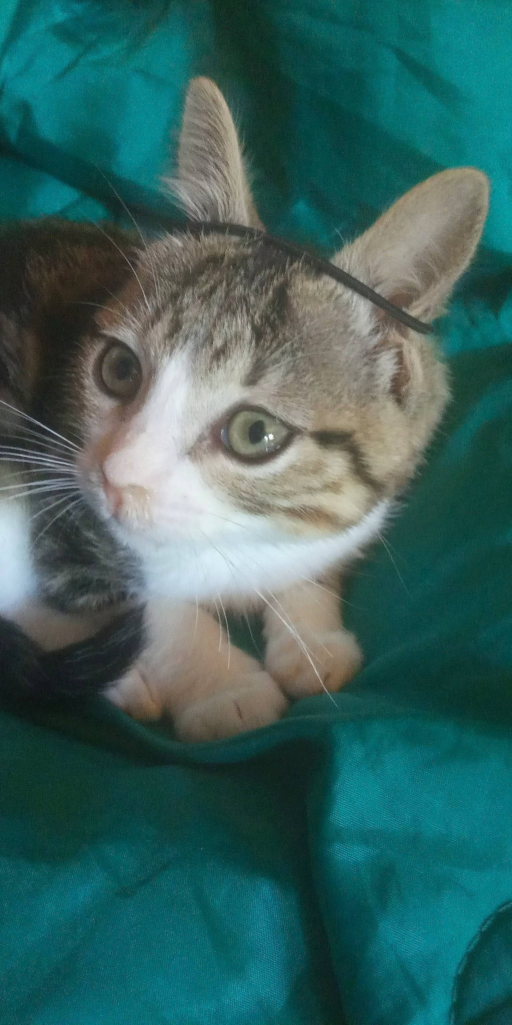 Midas a rejoint le concours — aidez-le/la à gagner de superbes lots ! aegean_cat, american_shorthair, american_wirehair, asian, carnivore, cat, domestic_short_haired_cat, european_shorthair, eye, fawn, felidae, kitten, mammal, ojos_azules, small_to_medium_sized_cats, snout, tabby_cat, vertebrate, whiskers