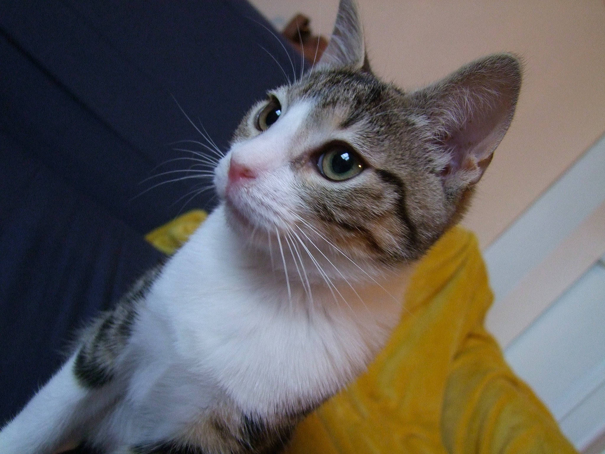 Midas participe au concours pour gagner de l'argent avec cette photo : aegean_cat, american_curl, american_shorthair, american_wirehair, asian, australian_mist, carnivore, cat, domestic_short_haired_cat, dragon_li, european_shorthair, felidae, kitten, mammal, polydactyl_cat, small_to_medium_sized_cats, snout, tabby_cat, vertebrate, whiskers