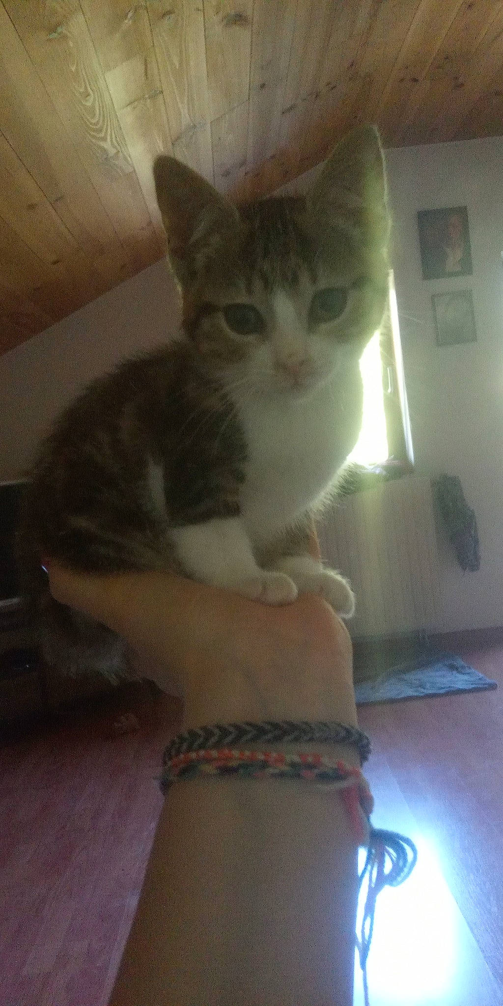 Midas participe au concours pour gagner de l'argent avec cette photo : aegean_cat, american_shorthair, asian, carnivore, cat, domestic_short_haired_cat, european_shorthair, fawn, felidae, kitten, polydactyl_cat, selfie, small_to_medium_sized_cats, tabby_cat, tail, whiskers