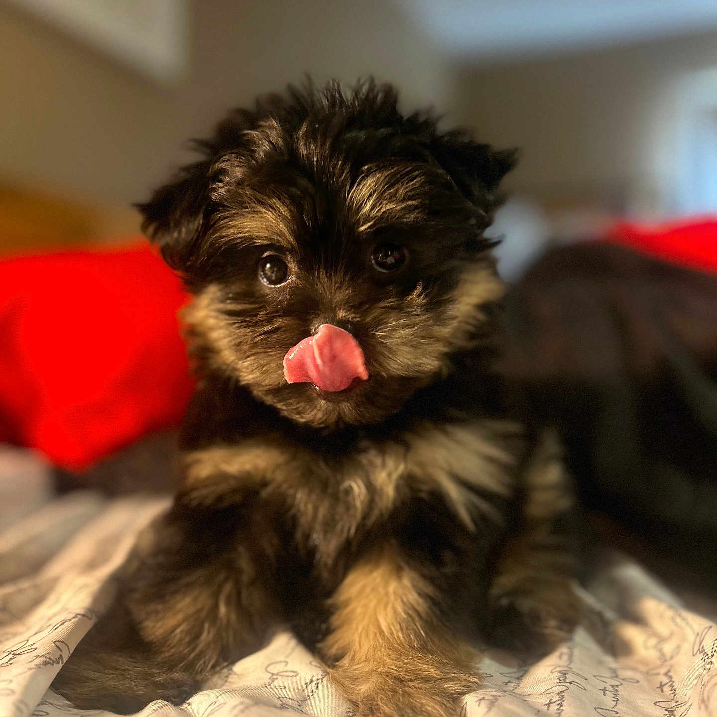 Bailey Rae