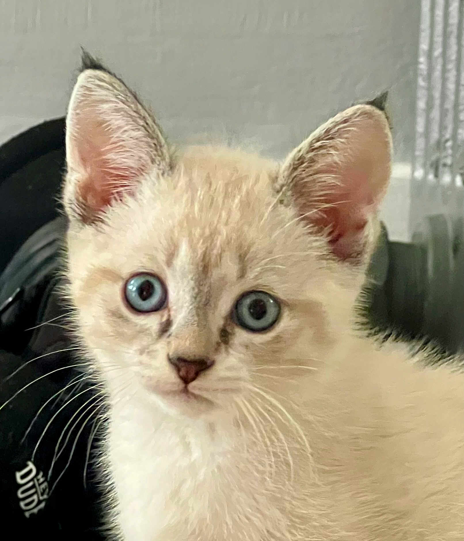 Vivian is registered to the contest to win money with this photo: kitten, cat, blue_eyes, close_up, fur, whiskers, pet, animal, cute, indoor, young, portrait, feline, ears, face, curious, soft_light, domestic_cat, looking, young_animal