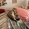 Cha Cha is registered to the contest to win money with this photo: cat, bed, pillow, blanket, plaid, furniture, indoor, cozy, fluffy, tabby, resting, decor, wall_hanging, plant, soft_lighting, comfortable, home, relaxing, textile, sleeping