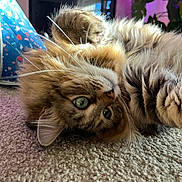 Cha Cha joined the competition — help win amazing prizes! cat, tabby_cat, fluffy, green_eyes, carpet, indoor, plant, purple_light, whiskers, paw, fur, relaxed, closeup, pet, home, cozy, patterned_object, curious, lying_down, feline