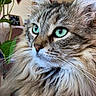Cha Cha is registered to the contest to win money with this photo: cat, long_hair, green_eyes, fluffy, indoor, plant, wall_art, portrait, feline, pet, close_up, looking_away, domestic_animal, animal, cute, whiskers, soft_light, cozy, furry, beautiful