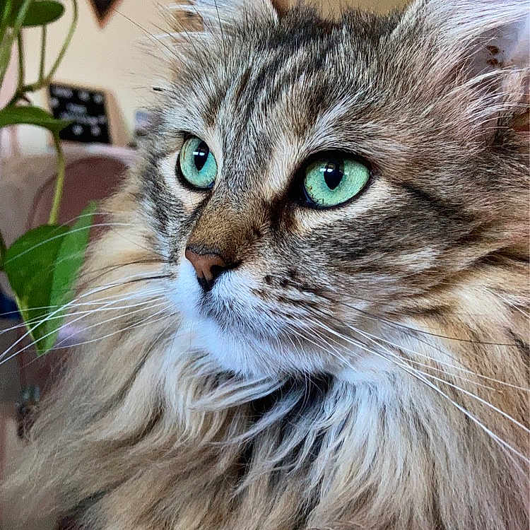 Cha Cha is registered to the contest to win money with this photo: cat, long_hair, green_eyes, fluffy, indoor, plant, wall_art, portrait, feline, pet, close_up, looking_away, domestic_animal, animal, cute, whiskers, soft_light, cozy, furry, beautiful
