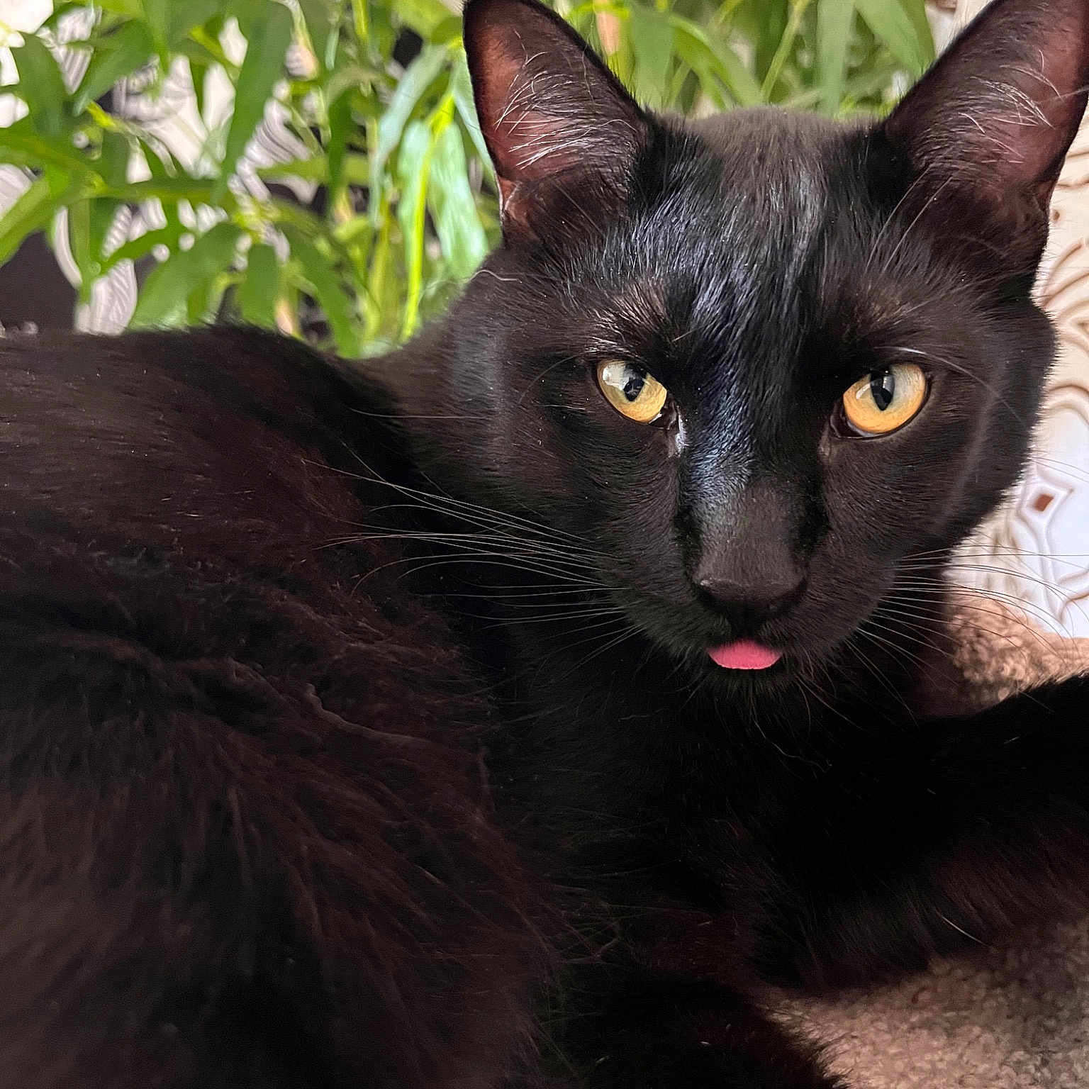 Oliver