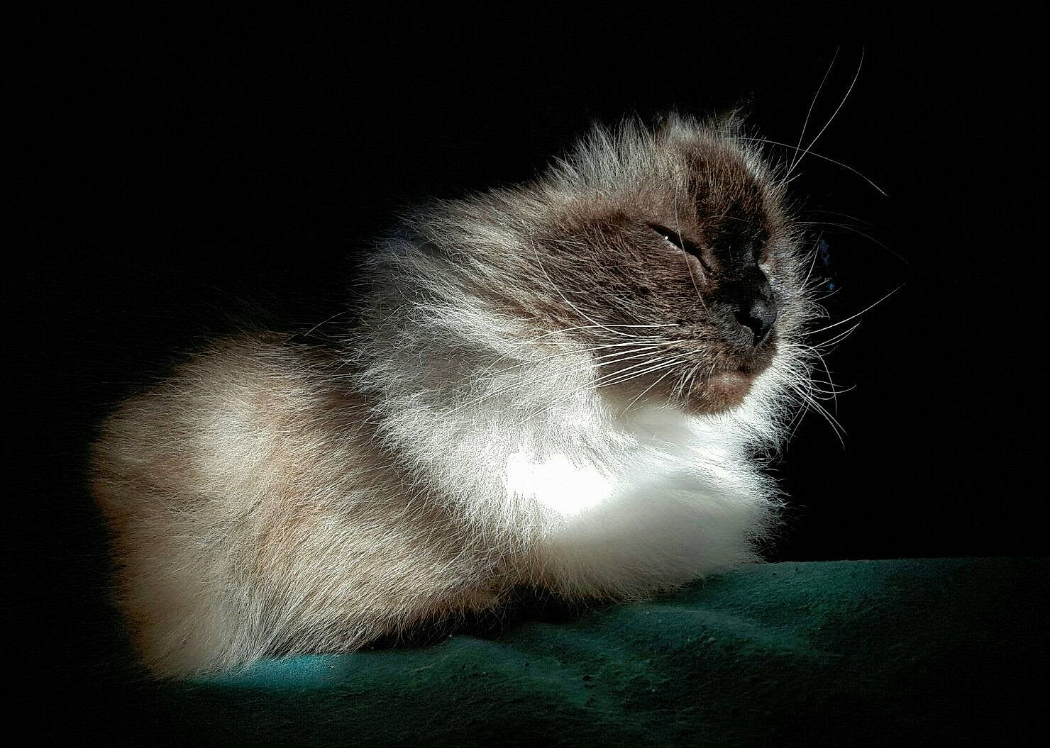 Bayia a rejoint le concours — aidez-le/la à gagner de superbes lots ! carnivore, cat, claw, darkness, domestic_short_haired_cat, eye, felidae, fur, grey, human_body, macro_photography, monochrome_photography, paw, shadow, small_to_medium_sized_cats, snout, still_life_photography, tail, whiskers, window