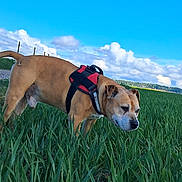 Athos participe au concours pour gagner de l'argent avec cette photo : dog, canine, outdoor, field, grass, greenery, sky, clouds, harness, brown_dog, daylight, nature, animal, pet, sniffing, landscape, rural, fence, side_view, walking