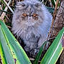 animal, bush, cat, close_up, curious, fluffy, fur, garden, gray, green_leaves, leaf, mammal, nature, orange_eyes, outdoor, persian_cat, pet, plants, portrait, wildlife
