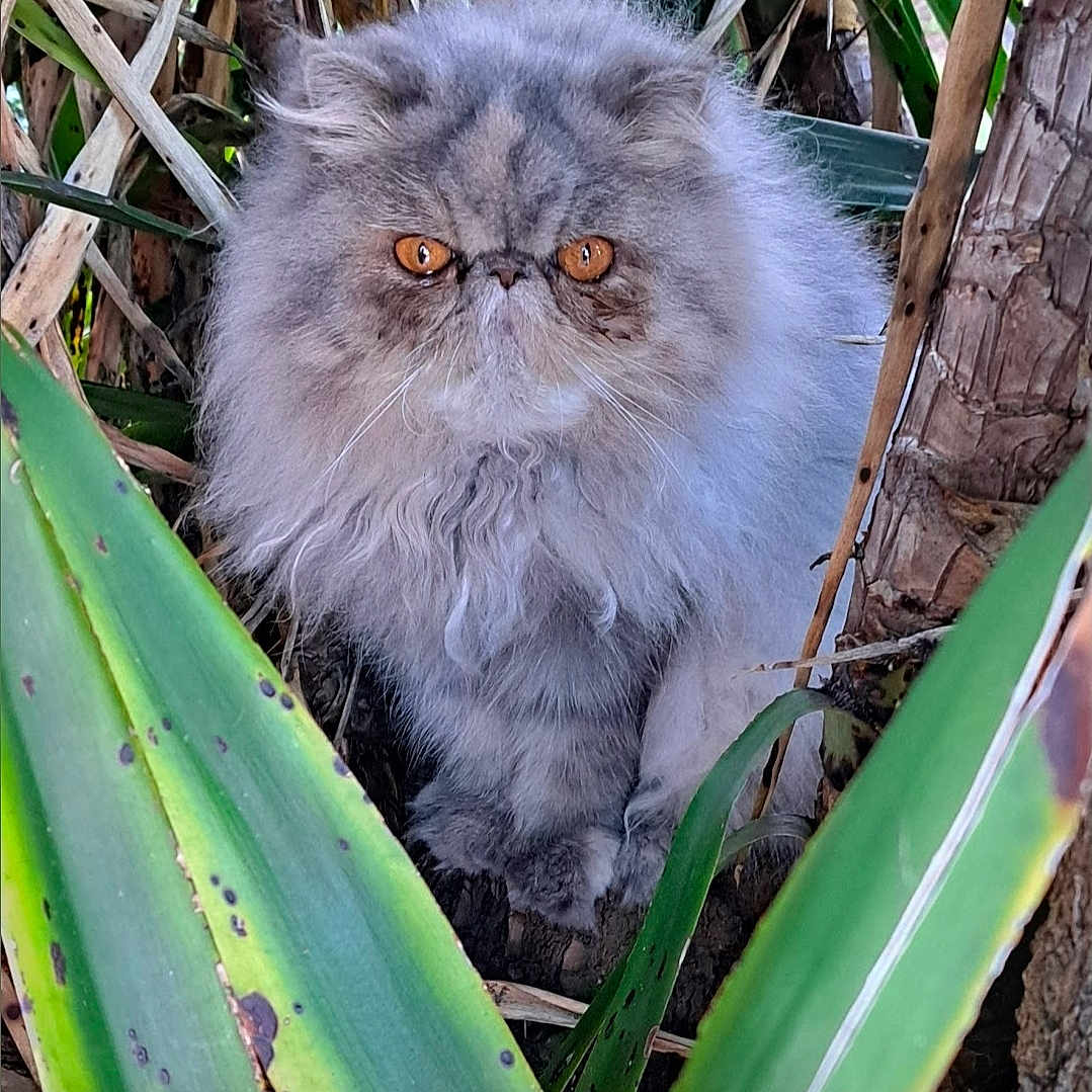 Ty Peach Cobb joined the competition — help win amazing prizes! animal, bush, cat, close_up, curious, fluffy, fur, garden, gray, green_leaves, leaf, mammal, nature, orange_eyes, outdoor, persian_cat, pet, plants, portrait, wildlife