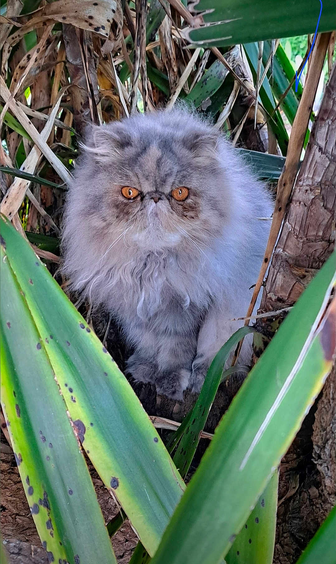 Ty Peach Cobb joined the competition — help win amazing prizes! animal, bush, cat, close_up, curious, fluffy, fur, garden, gray, green_leaves, leaf, mammal, nature, orange_eyes, outdoor, persian_cat, pet, plants, portrait, wildlife