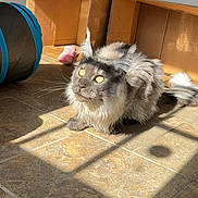 Atlas is registered to the contest to win money with this photo: cat, fluffy, indoor, sunlight, tiles, cardboard_boxes, pet_toy, playful, animal, feline, whiskers, tail, eyes, shadow, floor, home, cute, fur, resting, curious