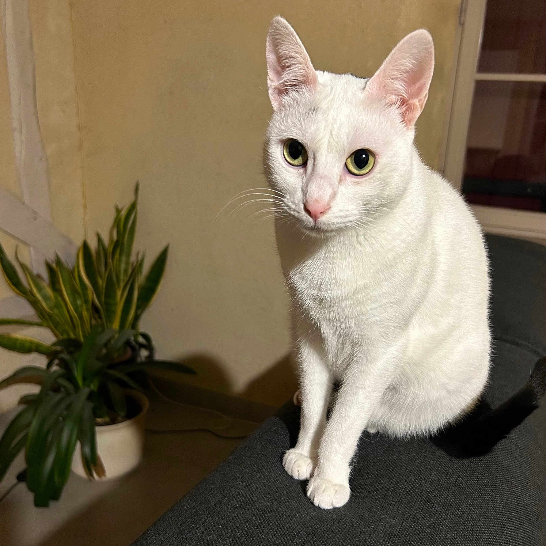 Kiya