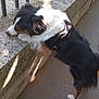 dog, canine, outdoor, stone_ledge, side_view, black_fur, white_fur, tan_fur, pavement, metal_fence, curious, animal, pet, daylight, shadow, sniffing, walking, nature, leaf, quiet