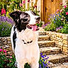 Athos a rejoint le concours — aidez-le/la à gagner de superbes lots ! black_and_white, border_collie, canine, collar, daylight, dog, flowers, garden, greenery, happy, nature, outdoor, pet, plants, smiling, stone_stairs, summer, sunlight, tongue_out, wooden_door