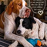 Athos a rejoint le concours — aidez-le/la à gagner de superbes lots ! affection, black_and_white_dog, blue_toy, brown_and_white_dog, close_up, companionship, cuddling, dog, heartwarming, home, indoor, love, orange_toy, pets, resting, speech_bubble, striped_rug, text_overlay, toy, two_dogs