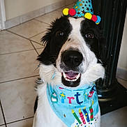 Athos participe au concours pour gagner de l'argent avec cette photo : animal, bandana, birthday_hat, black_and_white, canine, celebration, close_up, collar, cute, dog, ears, face, festive, happy, indoor, party_hat, pet, smiling, tile_floor, tongue