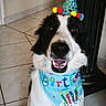 animal, bandana, birthday_hat, black_and_white, canine, celebration, close_up, collar, cute, dog, ears, face, festive, happy, indoor, party_hat, pet, smiling, tile_floor, tongue