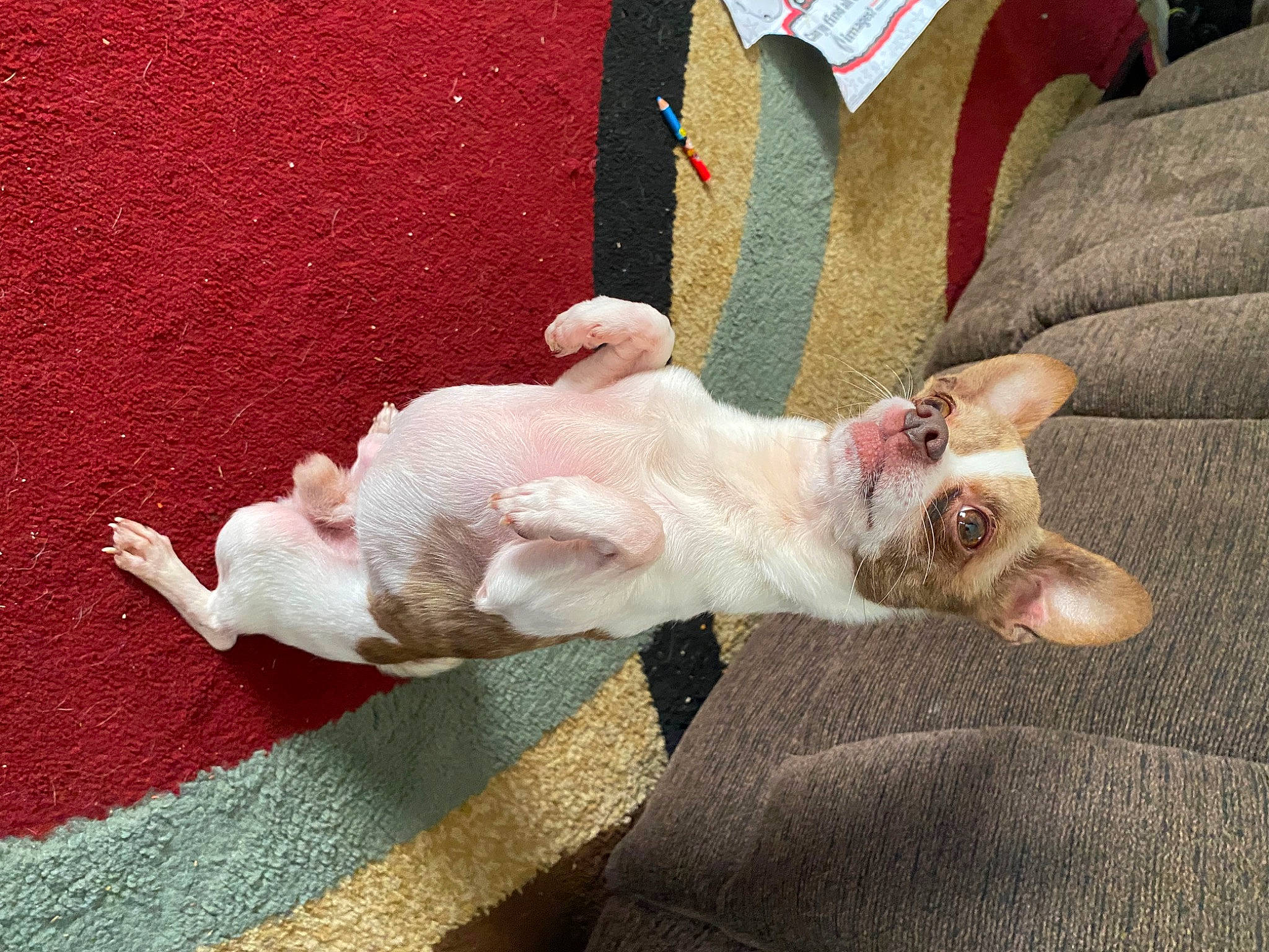 Coconut is registered to the contest to win money with this photo: canidae, carnivore, comfort, companion_dog, couch, dog, dog_breed, ear, fawn, felidae, foot, fur, human_leg, linens, paw, small_to_medium_sized_cats, sporting_group, tail, whiskers, working_animal