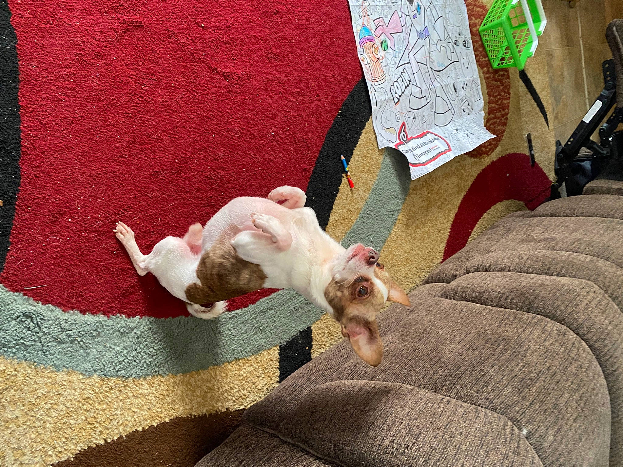 Coconut joined the competition — help win amazing prizes! canidae, carnivore, comfort, companion_dog, couch, dog, dog_breed, fawn, felidae, fur, linens, nap, paw, small_to_medium_sized_cats, snout, sporting_group, tail, toy_dog, whiskers, working_animal