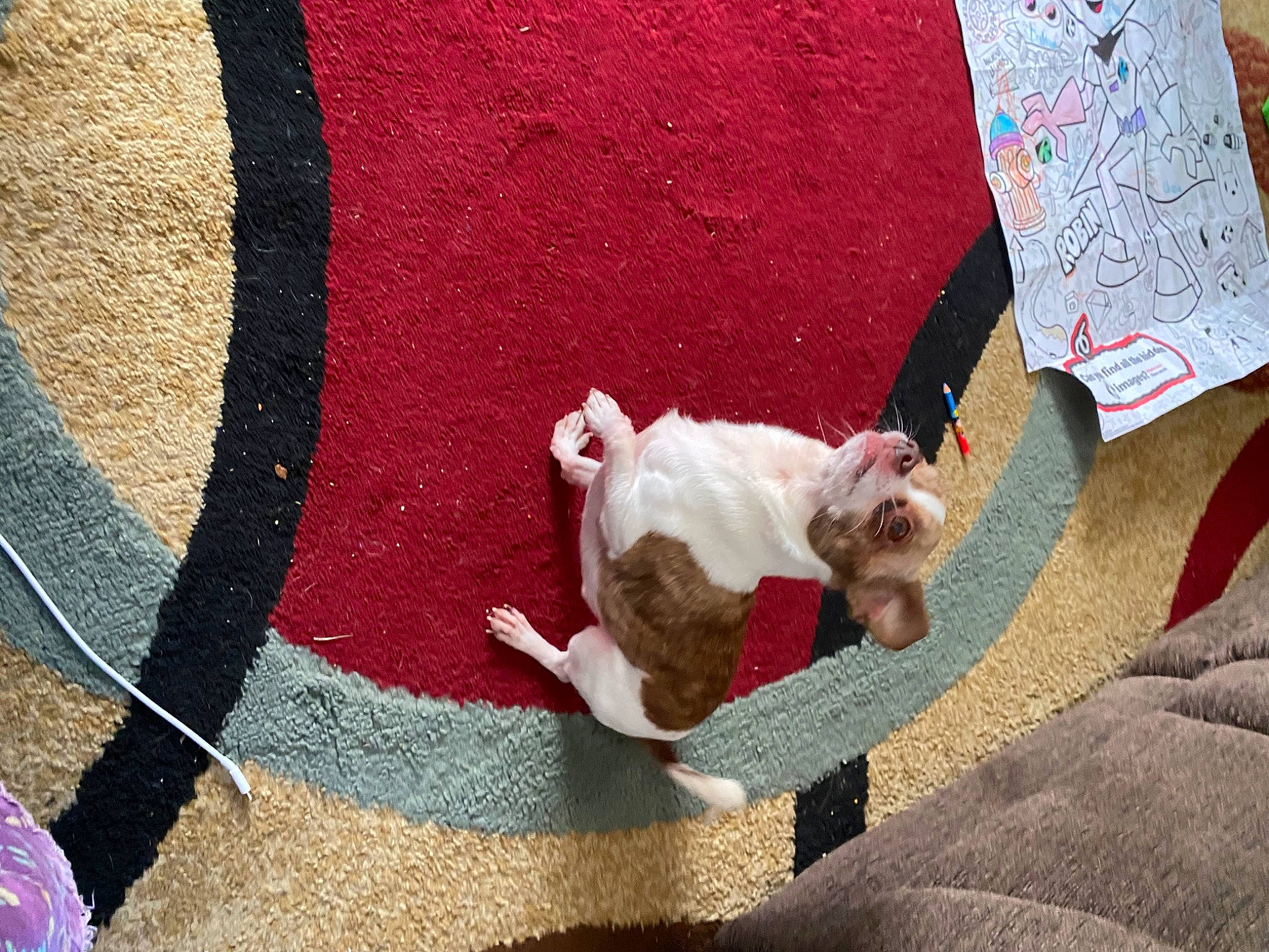 Coconut is registered to the contest to win money with this photo: bulldog, carmine, carnivore, comfort, companion_dog, dog, dog_breed, fawn, felidae, flooring, fur, human_leg, linens, small_to_medium_sized_cats, sporting_group, tail, textile, toy_dog, wood, working_animal