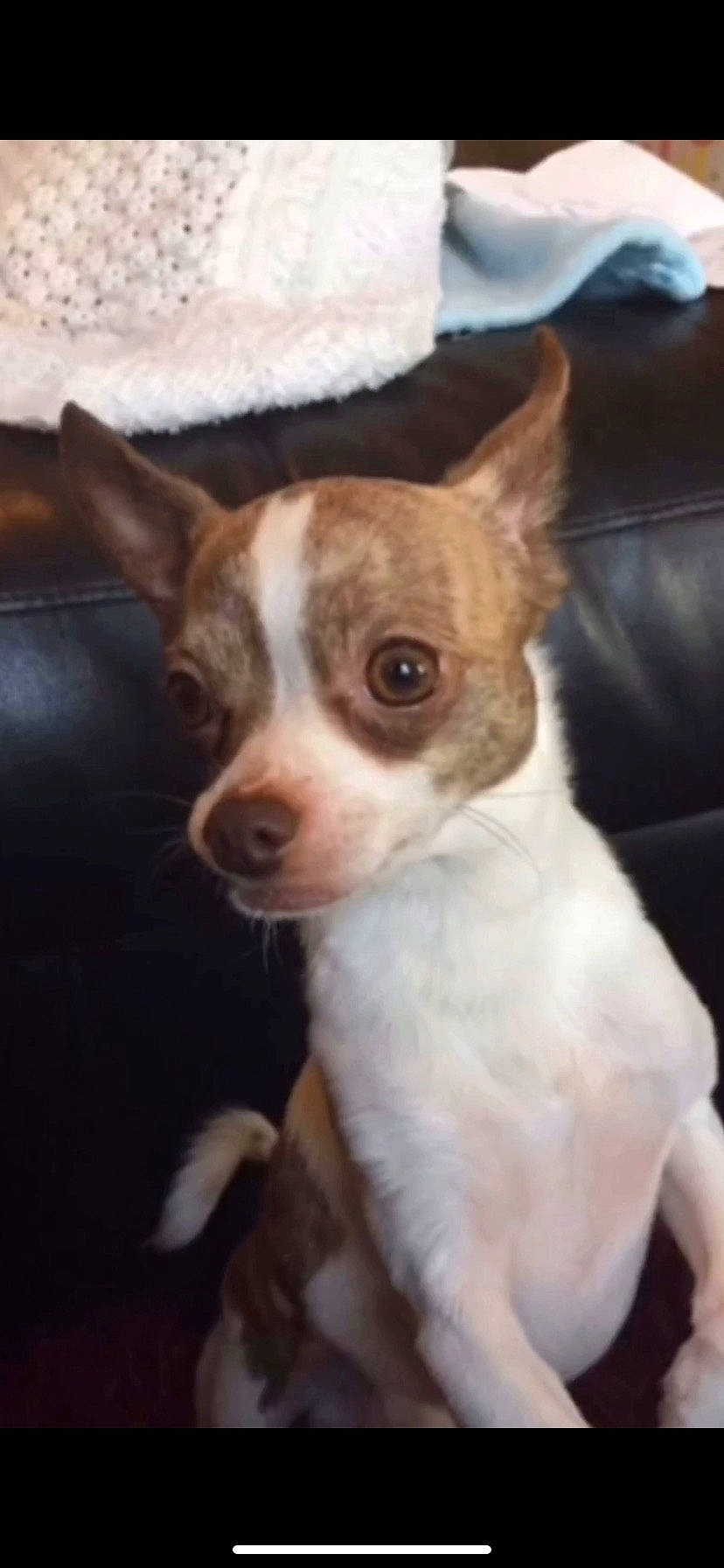 Coconut joined the competition — help win amazing prizes! canidae, carnivore, chihuahua, collar, companion_dog, corgi_chihuahua, dog, dog_breed, ear, fawn, fur, russkiy_toy, snout, sporting_group, terrestrial_animal, terrier, texas_heeler, toy_dog, whiskers, working_animal