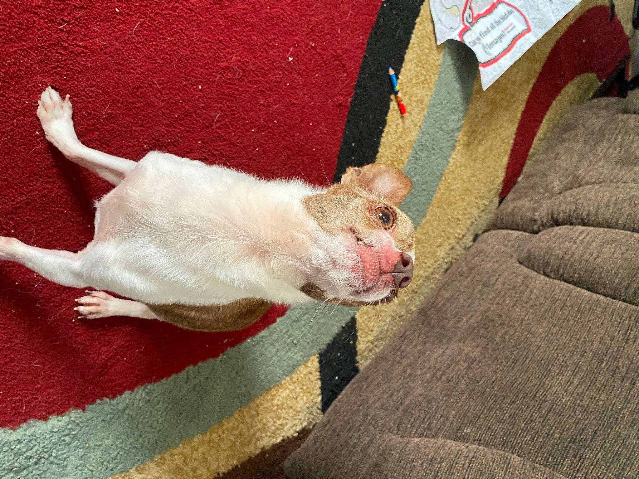 Coconut joined the competition — help win amazing prizes! carnivore, comfort, companion_dog, couch, dog, dog_breed, fawn, felidae, foot, linens, nail, paw, small_to_medium_sized_cats, snout, sporting_group, tail, terrestrial_animal, toy_dog, vertebrate, whiskers