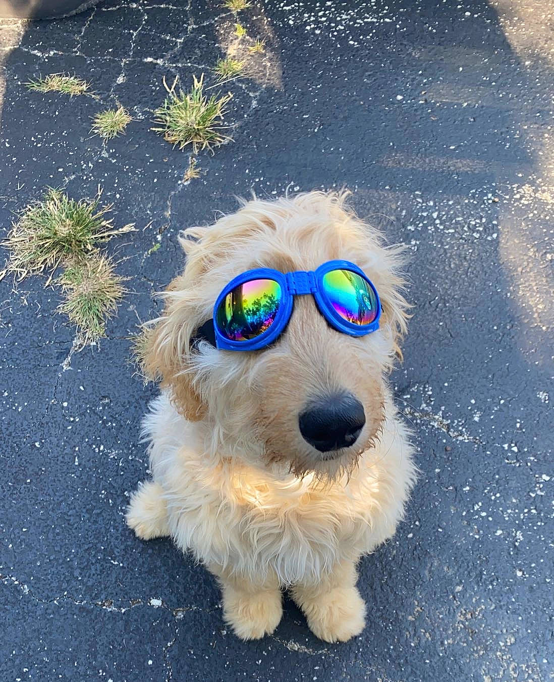 Okie is registered to the contest to win money with this photo: carnivore, companion_dog, dog, dog_breed, dog_supply, electric_blue, eye, eyewear, glasses, goggles, grass, head, snout, sporting_group, sunglasses, terrier, toy_dog, vision_care, whiskers, working_animal