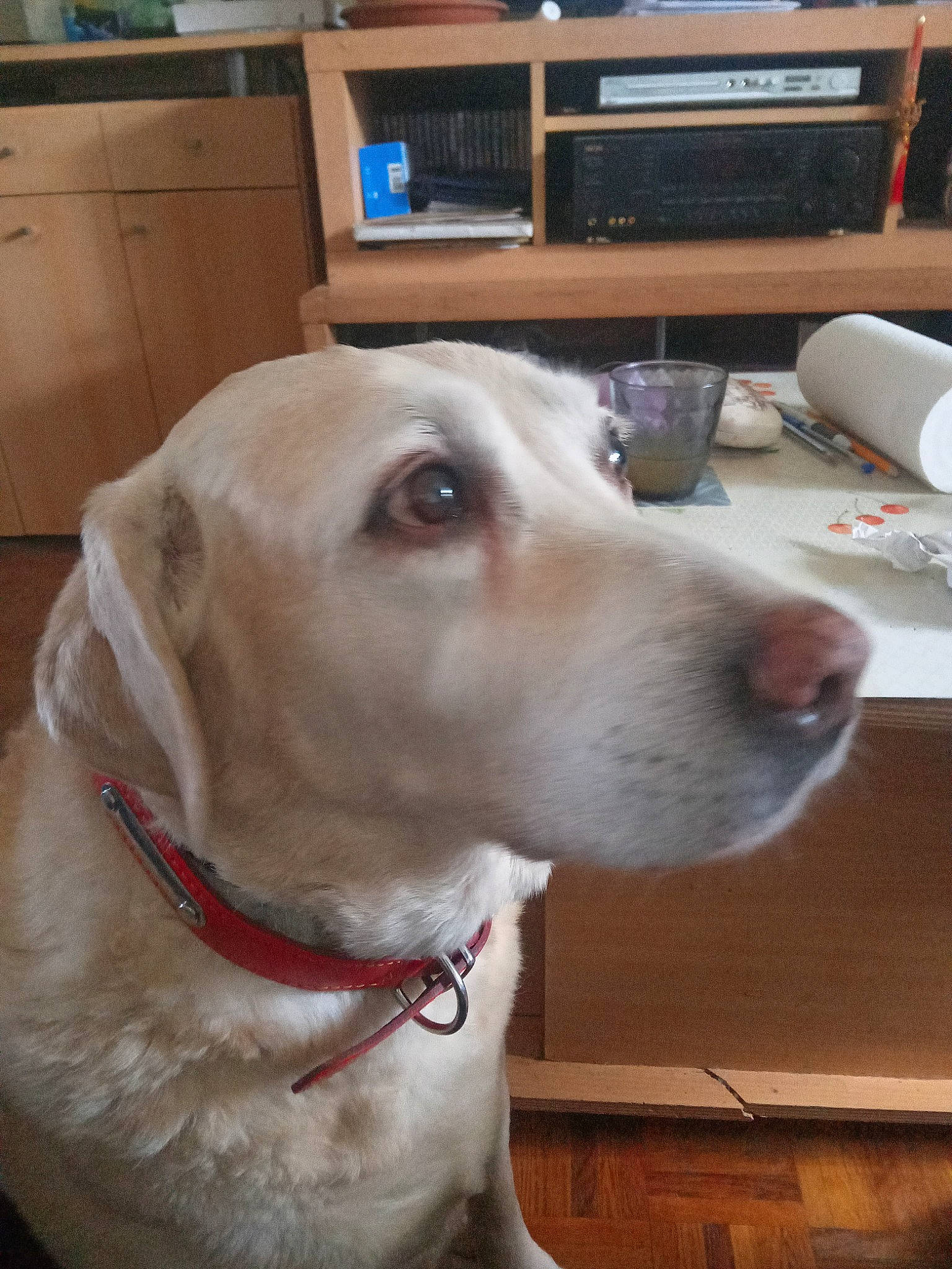 Isis a rejoint le concours — aidez-le/la à gagner de superbes lots ! cabinetry, carnivore, collar, companion_dog, computer_keyboard, dog, dog_breed, dog_collar, fawn, flooring, fur, home_appliance, pet_supply, retriever, snout, sporting_group, television, whiskers, wood, working_animal