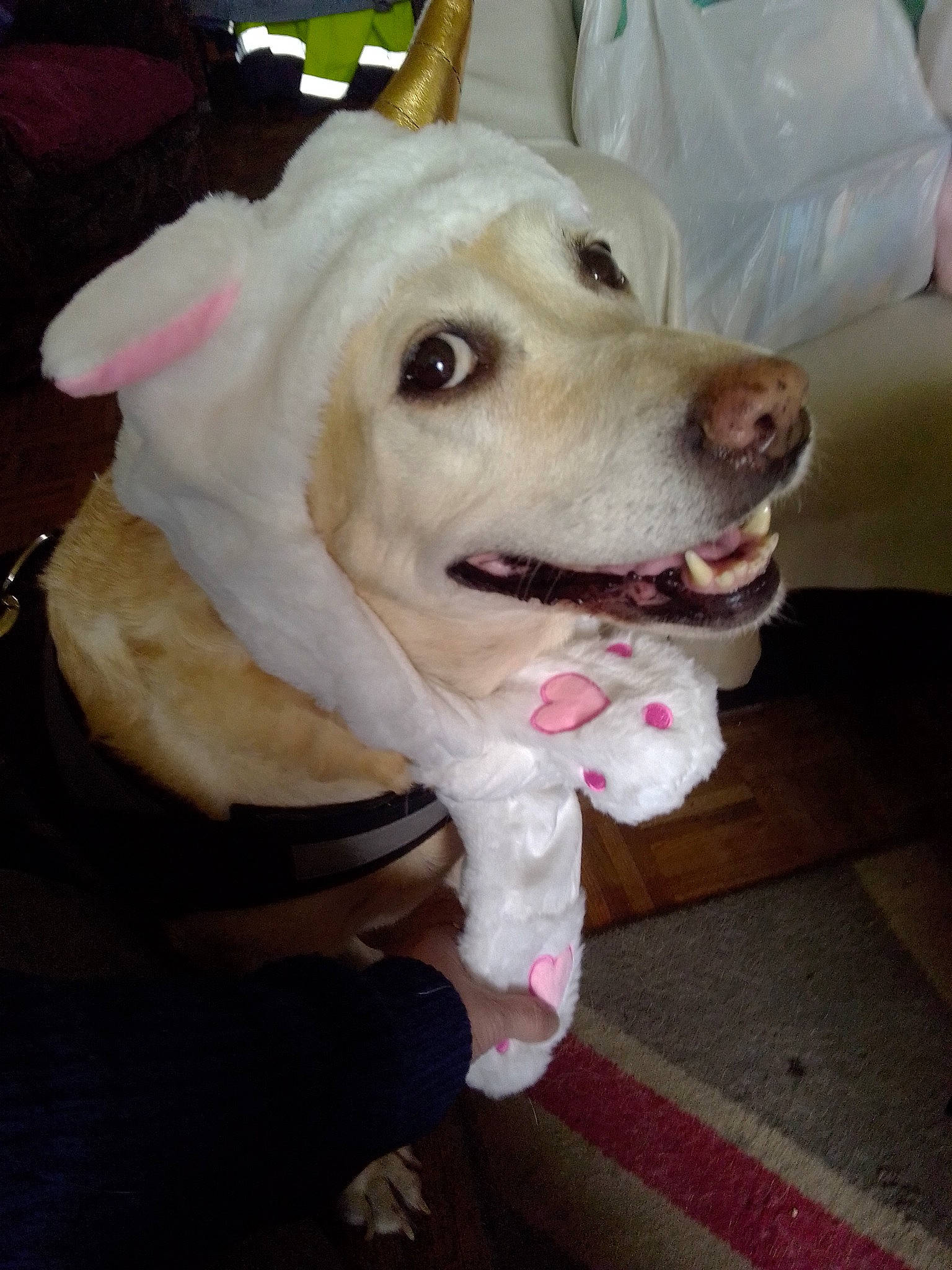 Isis a rejoint le concours — aidez-le/la à gagner de superbes lots ! canidae, carnivore, collar, companion_dog, dog, dog_breed, dog_collar, dog_supply, fang, fashion_accessory, fawn, fur, leash, pet_supply, retriever, snout, sporting_group, whiskers, white, working_animal