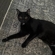 Ahsoka joined the competition — help win amazing prizes! black_cat, cat, pet, animal, indoor, lying_down, curious, yellow_eyes, fur, whiskers, floor, rug, patterned_rug, domestic_cat, mammal, cute, alert, resting, home, feline