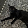 black_cat, cat, pet, animal, indoor, lying_down, curious, yellow_eyes, fur, whiskers, floor, rug, patterned_rug, domestic_cat, mammal, cute, alert, resting, home, feline