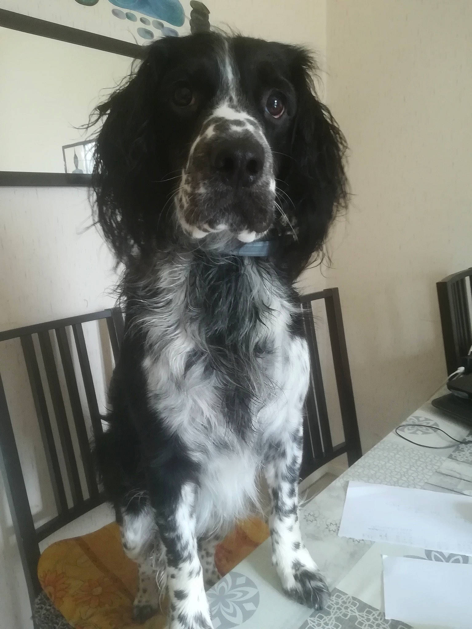 Nirvana a rejoint le concours — aidez-le/la à gagner de superbes lots ! canidae, carnivore, chair, companion_dog, dog, dog_breed, door, flooring, fur, gun_dog, liver, monochrome_photography, snout, spaniel, sporting_group, whiskers, working_animal, working_dog