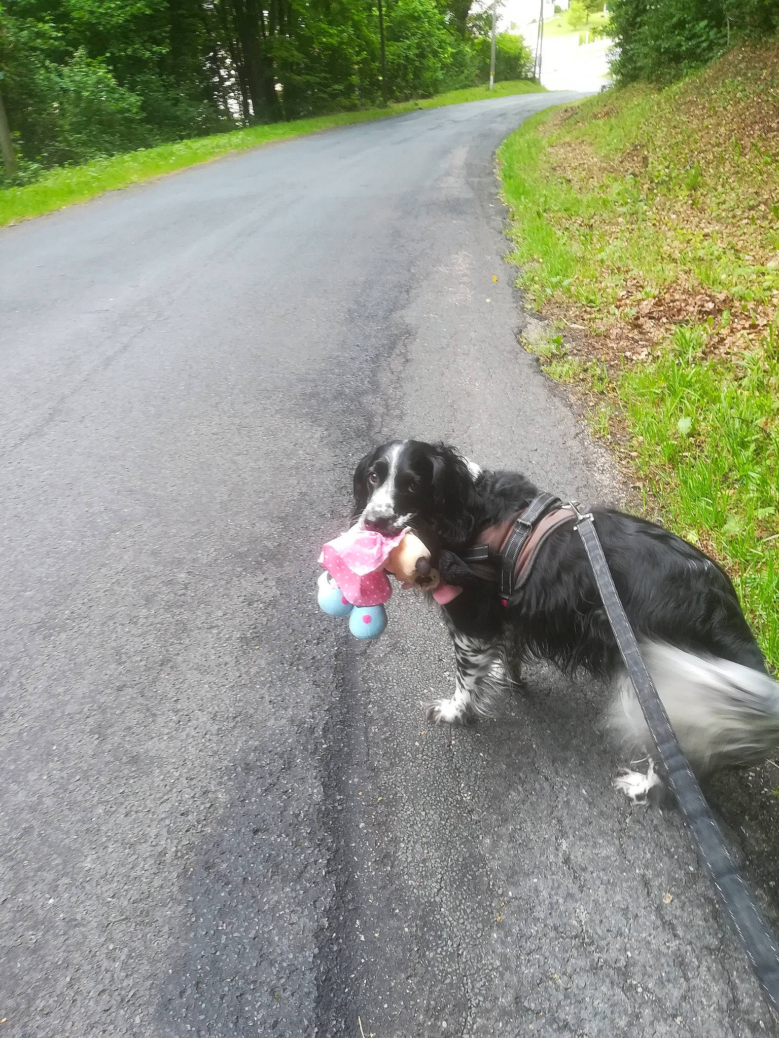 Nirvana a rejoint le concours — aidez-le/la à gagner de superbes lots ! asphalt, carnivore, collar, companion_dog, dog, dog_breed, dog_collar, fashion_accessory, grass, leash, plant, road, road_surface, shadow, sidewalk, tail, tar, thoroughfare, tree, working_animal