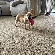 Melo is registered to the contest to win money with this photo: dog, french_bulldog, toy, plush_toy, carpet, living_room, sofa, blanket, shoes, door, pet, animal, indoor, cute, small_dog, standing, playful, ears, fur, home