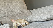 Melo joined the competition — help win amazing prizes! dog, sleeping, couch, indoor, pet, relaxing, furniture, cozy, nap, brown_dog, living_room, resting, canine, home, quiet, small_dog, cute, peaceful, texture, comfort