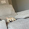 dog, sleeping, couch, indoor, pet, relaxing, furniture, cozy, nap, brown_dog, living_room, resting, canine, home, quiet, small_dog, cute, peaceful, texture, comfort