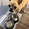 Melo is registered to the contest to win money with this photo: dog, french_bulldog, pet, animal, food_bowl, water_bowl, wooden_floor, indoor, cute, curious, ears, face, looking_up, flooring, domestic, small_dog, canine, waiting, feeding_area, shadow