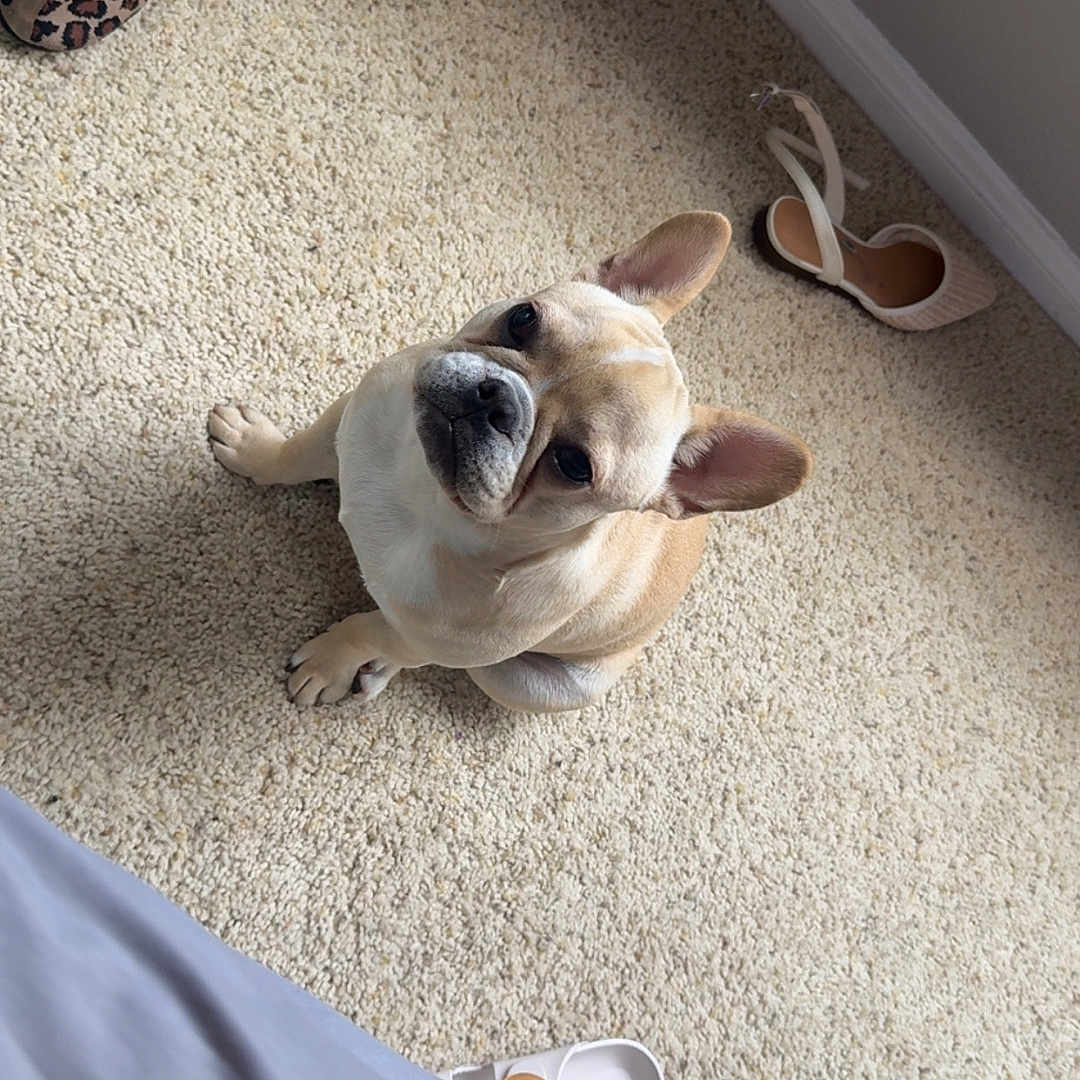 Melo is registered to the contest to win money with this photo: dog, french_bulldog, carpet, shoes, leopard_print, sandal, pet, indoor, floor, animal, cute, looking_up, beige, tan, small_dog, casual, snapchat_text, curious, canine, paw