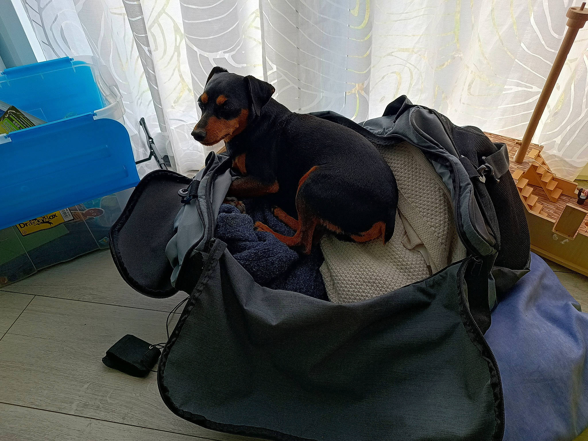 Alexis participe au concours pour gagner de l'argent avec cette photo : bag, baggage, canidae, carnivore, comfort, companion_dog, dog, dog_breed, dog_supply, guard_dog, luggage_and_bags, pet_supply, pinscher, prazsky_krysarik, sitting, sporting_group, strap, toy_dog, working_animal, working_dog