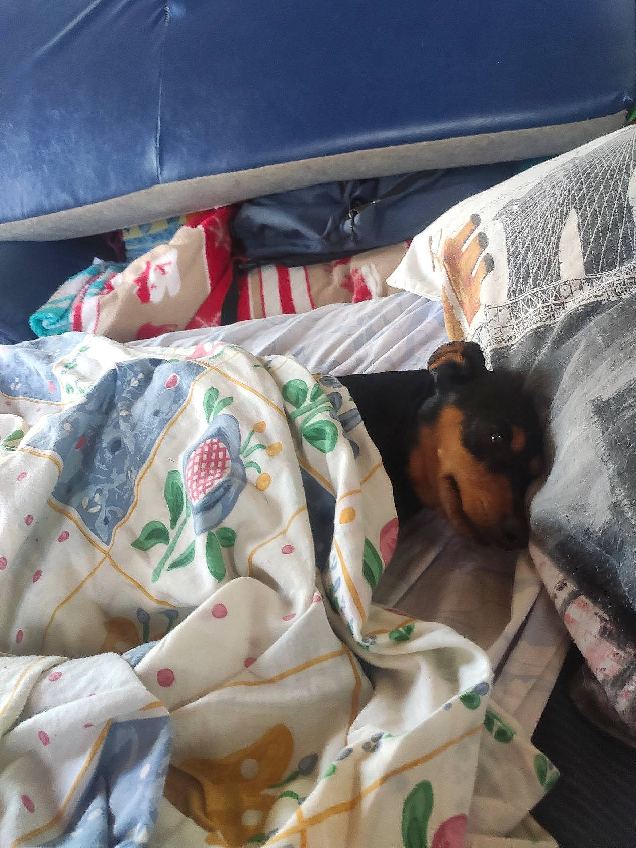 Alexis a rejoint le concours — aidez-le/la à gagner de superbes lots ! art, bed, bed_sheet, bedding, bedroom, bedtime, blanket, carmine, comfort, couch, duvet, felidae, linens, nap, pattern, pillow, quilt, room, textile, throw_pillow