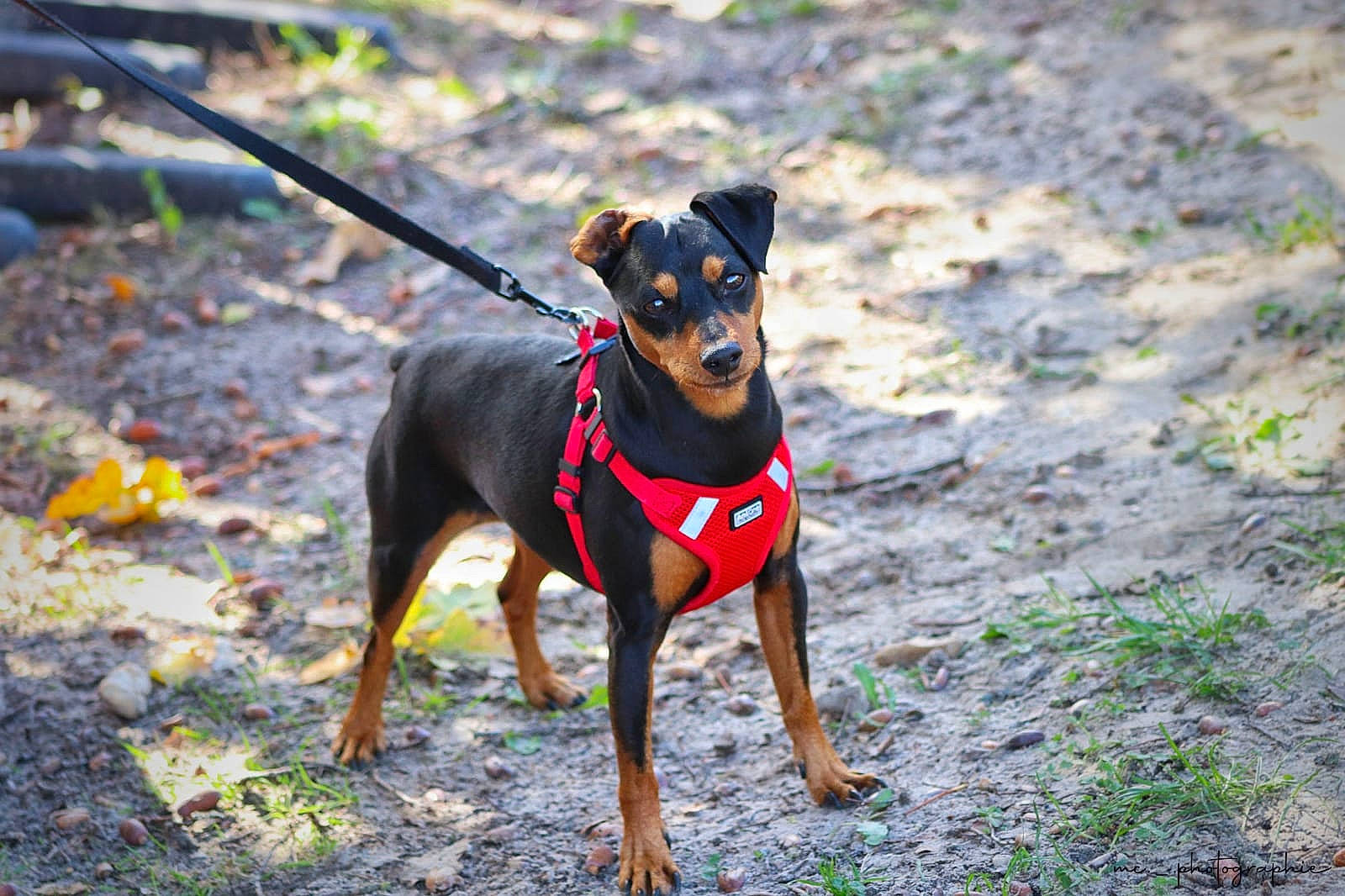 Alexis a rejoint le concours — aidez-le/la à gagner de superbes lots ! canidae, carnivore, collar, companion_dog, dog, dog_breed, dog_collar, dog_supply, fashion_accessory, fawn, grass, guard_dog, leash, pet_supply, pinscher, plant, snout, sporting_group, toy_dog, working_animal